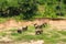 Young Asian elephants. Nature of Sri Lanka