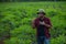 Young Asian farmer examines cassava leaves for plant disease