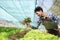 Young Asian farmer farmer record data in his farm, trying to collect and inspect the vegetables in laptop