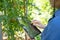 Young Asian farmer uses a tablet in a green garden. Farm technology concept