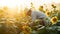 Young asian farmer working in sunflower field at sunset time