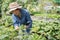 Young Asian farmers are planning to farm. She is recording data on a tablet