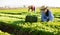 Young asian female worker harvesting green lettuce on farm field