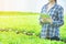 Young Asian gardener woman using tablet and checking plant or green lettuce vegetable in greenhouse organic farm.Small business