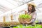 Young Asian hydroponics organic farmer collecting vegetables salad into basket with nursery greenhouse. People lifestyles and