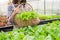 Young Asian hydroponics organic farmer collecting vegetables salad into basket with nursery greenhouse. People lifestyles and