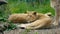 Young Asian Lion / Asiatic Lion Cub. Lying on the ground with head raised and his mother nearby.