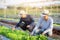 Young asian man farmer shovel dig fresh organic vegetable garden in the farm, produce and cultivation green oak lettuce