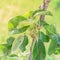 Young Asian pear fruit growing on tree branch at homegrown orchard in Dallas, Texas, USA