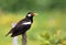 Young Asian Pied Starling