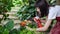 Young asian woman in apron watering flowers by foggy spray bottle in garden.gardener planting.  florist gardening