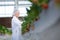 Young asian woman check cultivation strawberry with happiness for research in farm greenhouse laboratory.