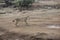 Young Asiatic lioness roaming in dry forest in summer season in India