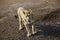 Young Asiatic lioness roaming in dry forest in summer season in India