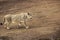 Young Asiatic lioness roaming in dry forest in summer season in India