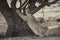 Young Asiatic lioness scratching nails on tree trunk in forest