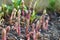 Young asparagus sprouts in the garden