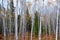 Young Aspen Birch Poplar trees in Fall