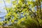 Young aspen tree growing in warm sunlight