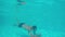 Young athletic man diving in swimming pool