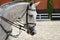 Young, athletic, thoroughbred horse on dressage, close-up