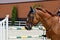 Young, athletic, thoroughbred horse on dressage, close-up