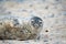 Young atlantic Grey Seal portrait