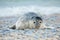 Young atlantic Grey Seal portrait