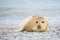 Young atlantic Grey Seal portrait