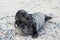 Young atlantic Grey Seal portrait