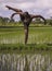 Young attractive contemporary ballet dancer and choreographer , a black afro American man dancing and posing on tropical rice