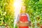 Young attractive female farmer carrying newly harvest tomatoes in crate with yellow lens flare in background