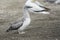 Young Australasian Gannet