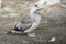 Young Australian Gannet