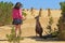 Young Australian girl interacting with a Western grey kangaroo  in the pinnacles desert