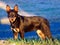 Young Australian Kelpie Dog