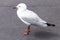 Young Australian Seagull with Immature Dark Beak and Feet