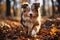 Young Australian sheperd running in a forest, in autumn. Generate AI