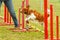 A young australian shepherd dog learns to jump over obstacles in agility training