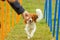 A young australian shepherd dog learns to run the slalom and getting a reward from the owners hand in agility training