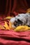 Young Australian Shepherd. Greeting card or photo for calendar. Aussie blue Merle puppy lies on bright red blanket among yellow