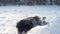 young australian shepherd merle playing with cattle Dog in snow