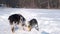 young australian shepherd merle playing with cattle Dog in winter forest