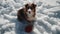 Young Australian Shepherd puppy red tricolor