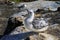 Young Austrasian Gannets at Muriwai, Auckland