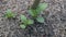 young avocado leaves