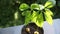 Young avocado tree. Leaves of a home-grown avocado tree swaying in the wind.