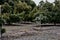 A young avocado tree surrounded by mature trees on a ranch.