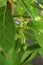 Young Avocados Growing in Southern California