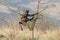 Young baboon climbing a thorn bush